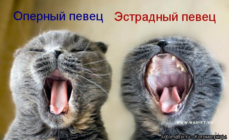Котоматрица: Оперный певец Эстрадный певец