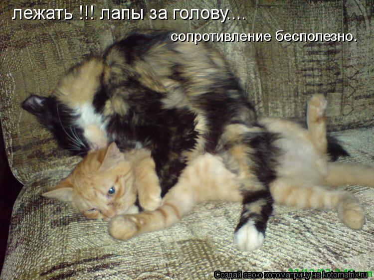 Котоматрица: лежать !!! лапы за голову.... сопротивление бесполезно.