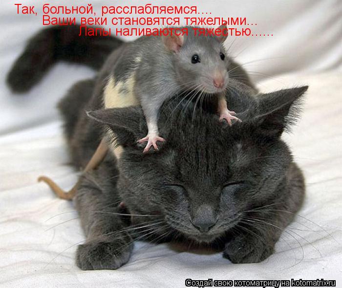 Котоматрица: Так, больной, расслабляемся.... Ваши веки становятся тяжелыми... Лапы наливаются тяжестью......