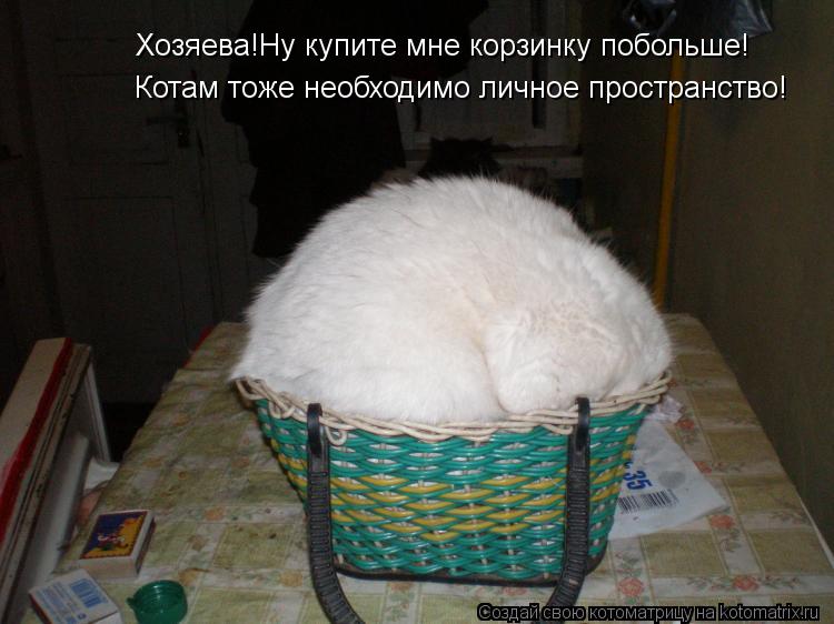 Котоматрица: Хозяева!Ну купите мне корзинку побольше! Котам тоже необходимо личное пространство!