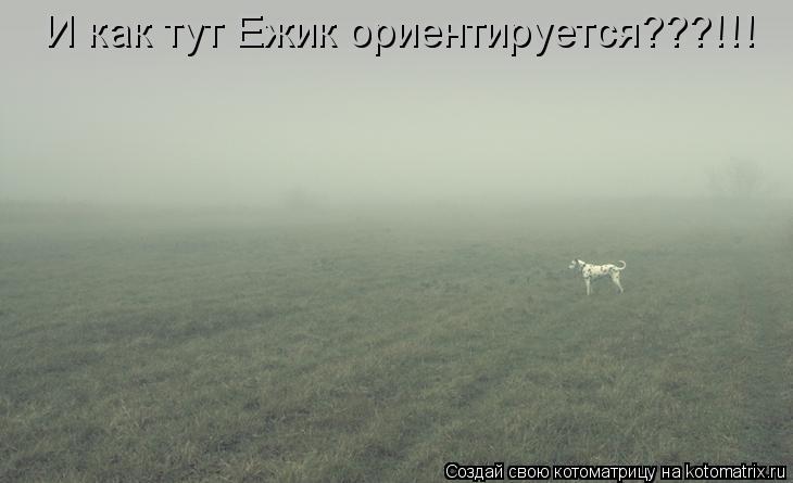 Котоматрица: И как тут Ежик ориентируется???!!!