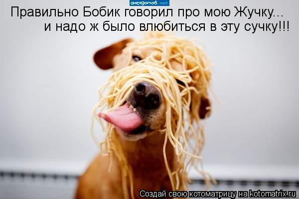 Котоматрица: Правильно Бобик говорил про мою Жучку...  и надо ж было влюбиться в эту сучку!!!
