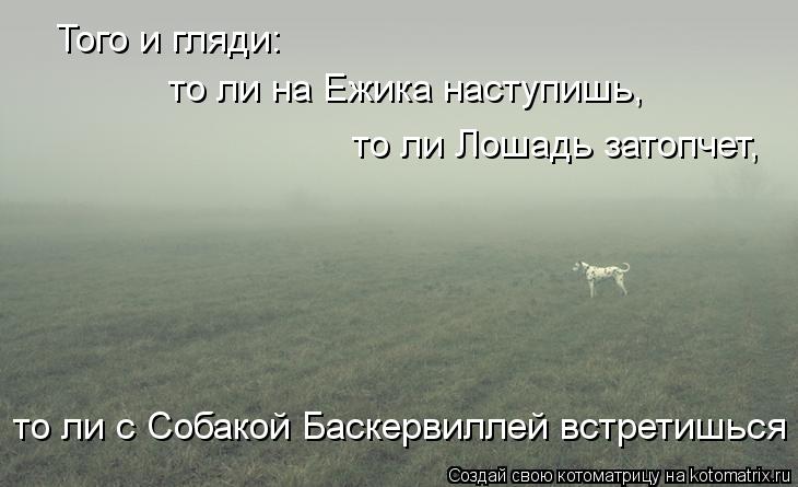 Котоматрица: Того и гляди: то ли на Ежика наступишь, то ли с Собакой Баскервиллей встретишься то ли Лошадь затопчет,