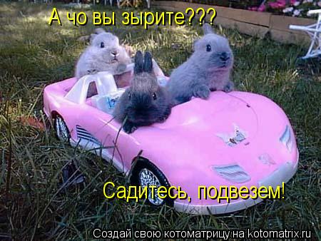 Котоматрица: А чо вы зырите???  Садитесь, подвезем!