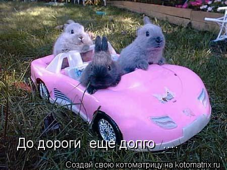 Котоматрица: До дороги  ещё долго  ....