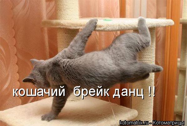 Котоматрица: кошачий  брейк данц !!