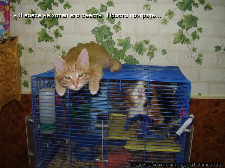Котоматрица: - Я вовсе не хотел его съесть . Просто поиграть...