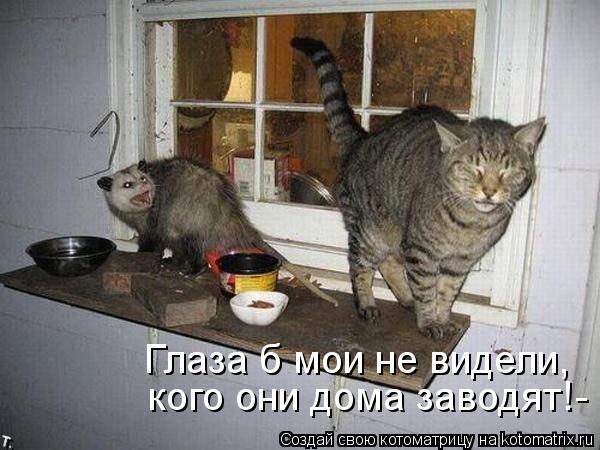 Котоматрица: Глаза б мои не видели,  кого они дома заводят!-