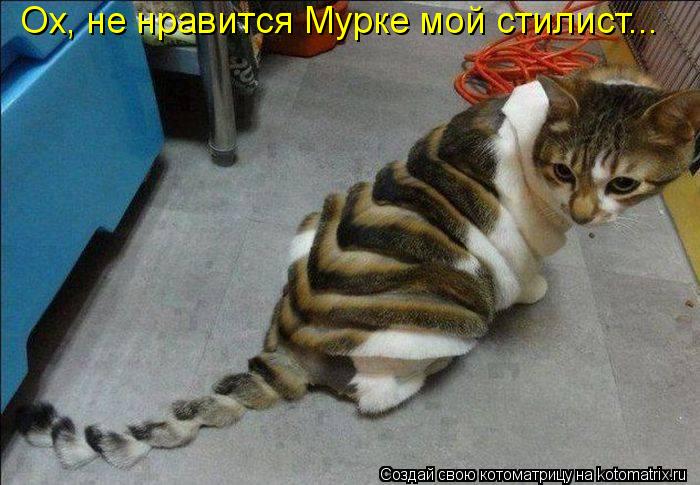 Котоматрица: Ох, не нравится Мурке мой стилист...
