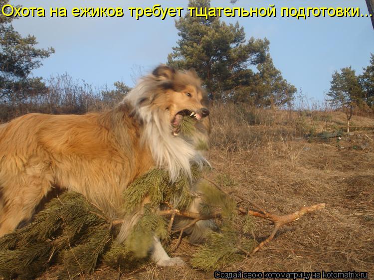 Котоматрица: Охота на ежиков требует тщательной подготовки...