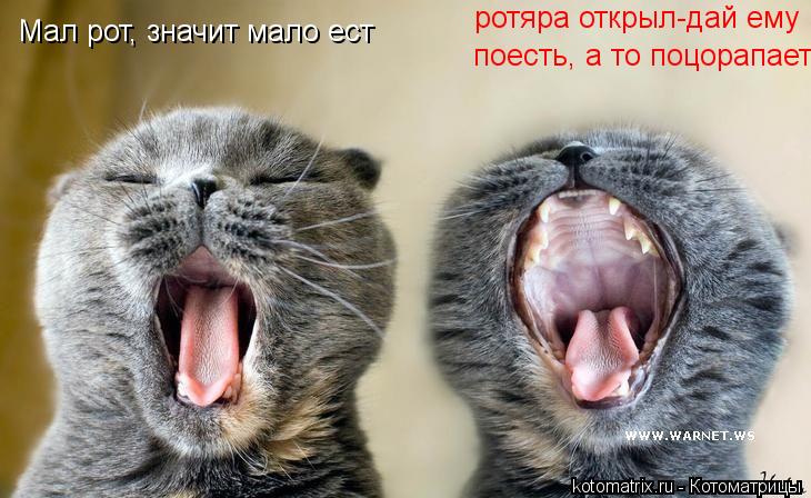 Котоматрица: Мал рот, значит мало ест ротяра открыл-дай ему поесть, а то поцорапает.  поесть, а то поцорапает.