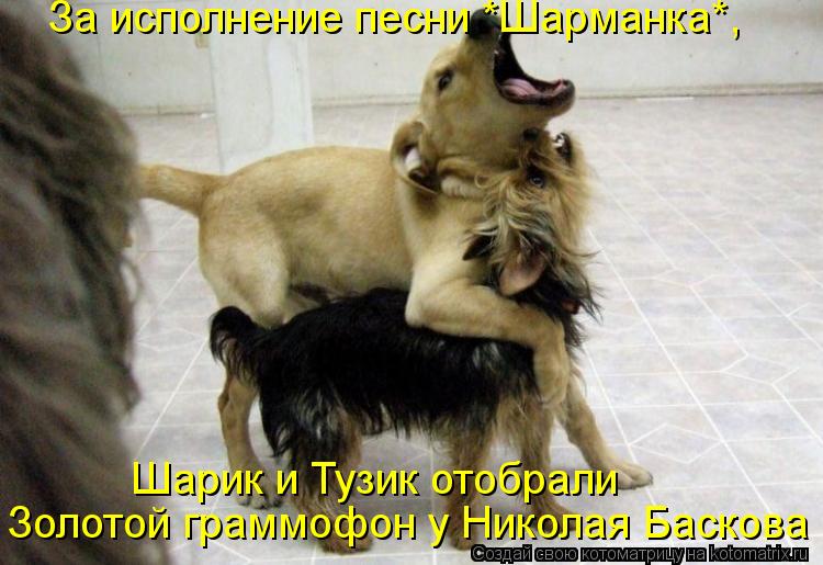Котоматрица: За исполнение песни *Шарманка*, Золотой граммофон у Николая Баскова Шарик и Тузик отобрали