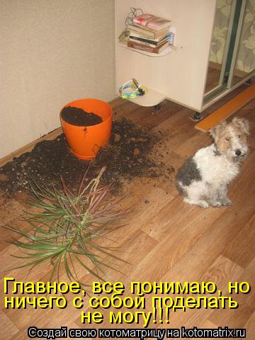 Котоматрица: Главное, все понимаю, но ничего с собой поделать не могу!!!