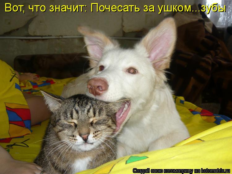 Котоматрица: Вот, что значит: Почесать за ушком...зубы