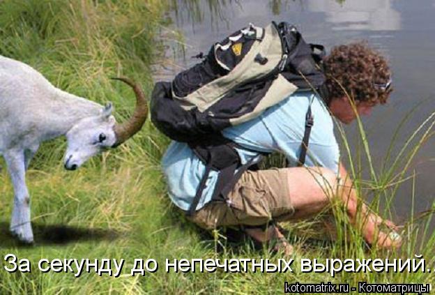 Котоматрица: За секунду до непечатных выражений...