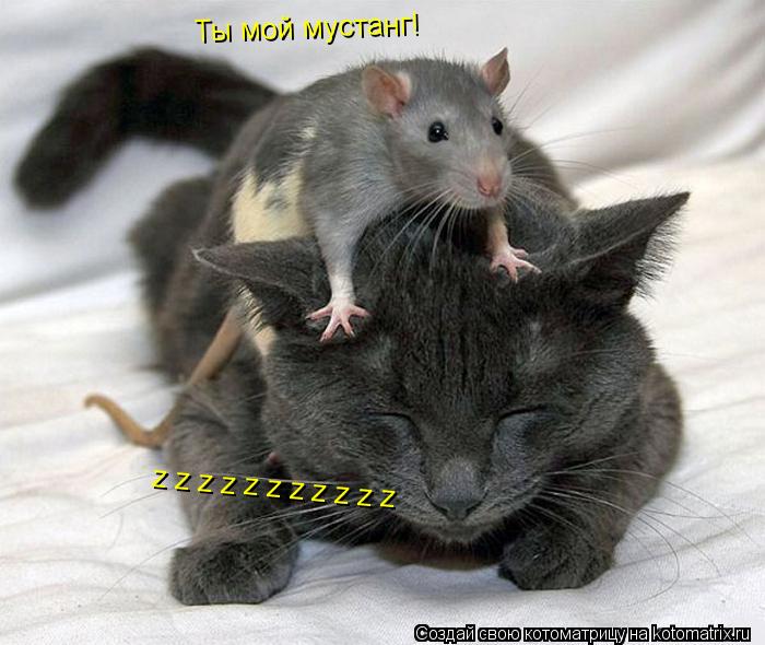 Котоматрица: Ты мой мустанг! z z z z z z z z z z z
