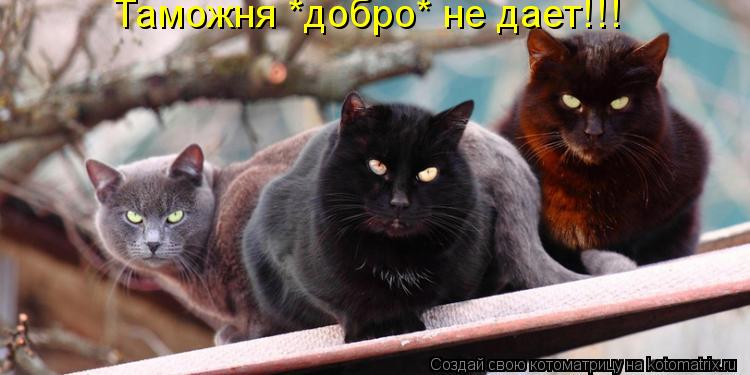 Котоматрица: Таможня *добро* не дает!!!
