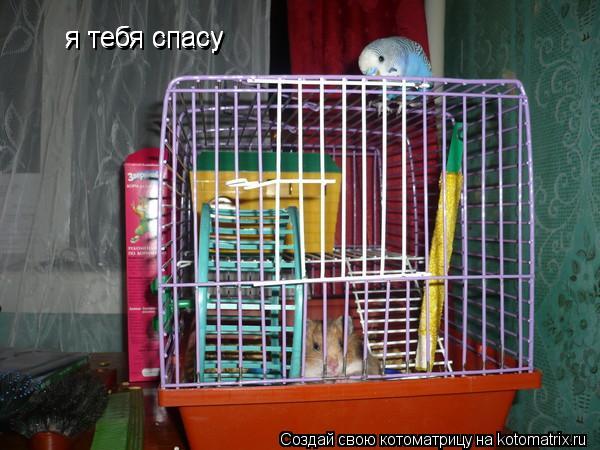 Котоматрица: я тебя спасу  я тебя спасу
