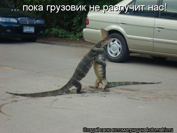 Котоматрица: ... пока грузовик не разлучит нас!
