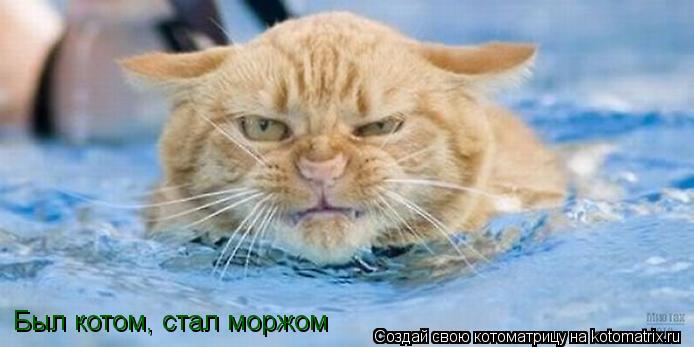 Котоматрица: Был котом, стал моржом