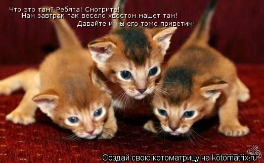 Котоматрица: Что это там? Ребята! Смотрите!   Давайте и мы его тоже приветим! Нам завтрак так весело хвостом машет там!