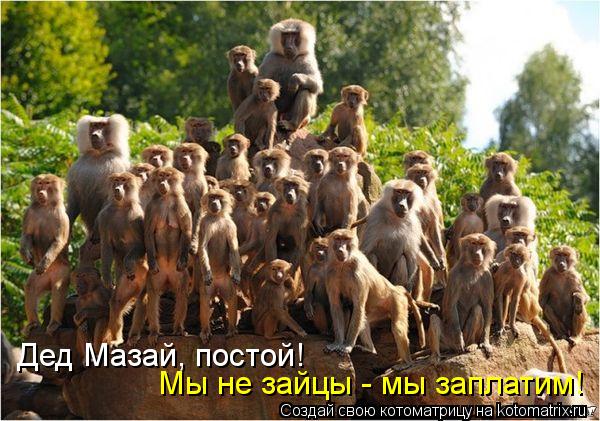 Котоматрица: Дед Мазай, постой!  Мы не зайцы - мы заплатим!