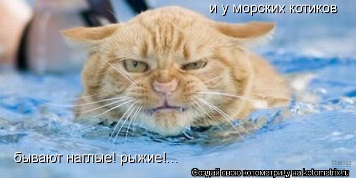 Котоматрица: и у морских котиков бывают наглые! рыжие!...