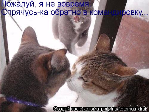 Котоматрица: Пожалуй, я не вовремя.  Спрячусь-ка обратно в командировку...