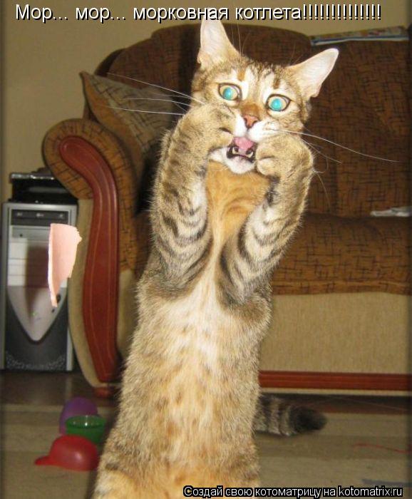 Мор... мор... морковная котлета!!!!!!!!!!!!!!... Котоматрица: Мор... мор... морковная котлета!!!!!!!!!!!!!!