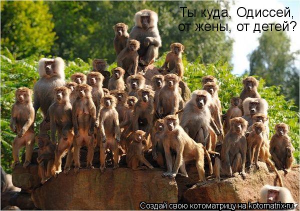 Ты куда, Одиссей, от жены, от детей?... Котоматрица: Ты куда, Одиссей, от жены, от детей?