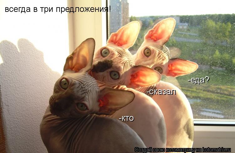 всегда в три предложения! -кто -сказал -еда?... Котоматрица: всегда в три предложения! -кто -сказал -еда?