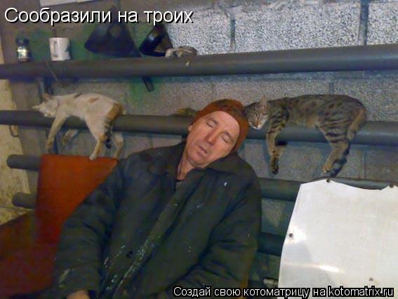 Сообразили на троих... Котоматрица: Сообразили на троих