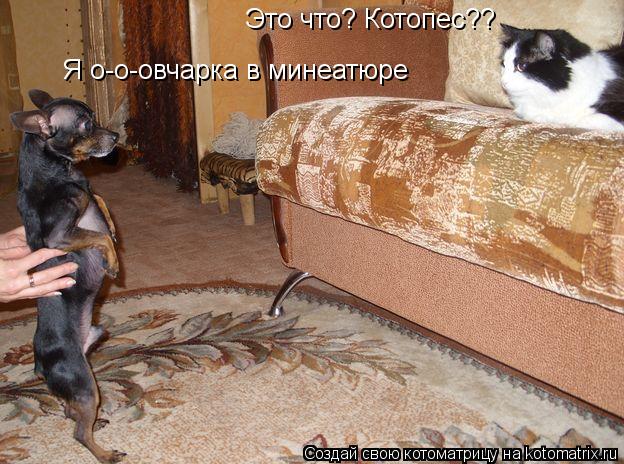Это что? Котопес?? Я о-о-овчарка в минеатюре... Котоматрица: Это что? Котопес?? Я о-о-овчарка в минеатюре