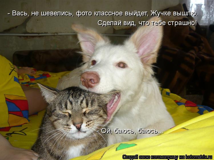 - Вась, не шевелись, фото классное выйдет, Жучке вышлю. Сделай вид, что тебе страшно! - Ой, баюсь, ... Котоматрица: - Вась, не шевелись, фото классное выйдет, Жучке вышлю. Сделай вид, что тебе страшно! - Ой, баюсь, баюсь...
