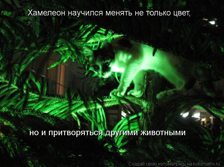 Хамелеон научился менять не только цвет, но и притворяться другими животными... Котоматрица: Хамелеон научился менять не только цвет, но и притворяться другими животными
