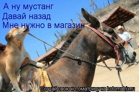 А ну мустанг Давай назад Мне нужно в магазин... Котоматрица: А ну мустанг Давай назад Мне нужно в магазин