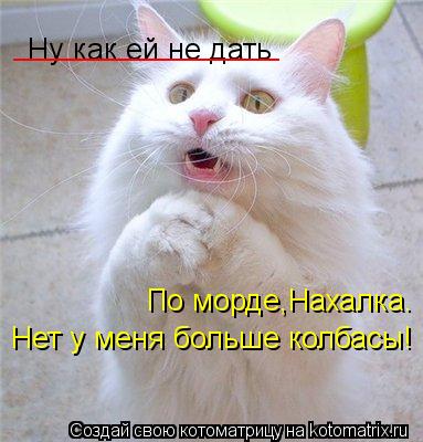 По морде,Нахалка. Нет у меня больше колбасы! Ну как ей не дать ________________... Котоматрица: По морде,Нахалка. Нет у меня больше колбасы! Ну как ей не дать ________________