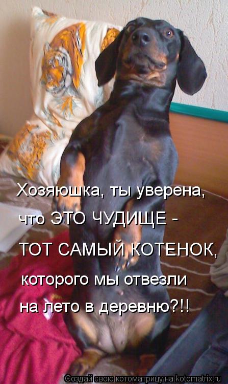Хозяюшка, ты уверена, что ЭТО ЧУДИЩЕ - ТОТ САМЫЙ КОТЕНОК, которого мы отвезли на лето в деревню?!!... Котоматрица: Хозяюшка, ты уверена, что ЭТО ЧУДИЩЕ - ТОТ САМЫЙ КОТЕНОК, которого мы отвезли на лето в деревню?!!