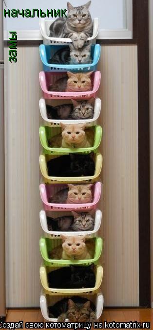 начальник замы... Котоматрица: начальник замы