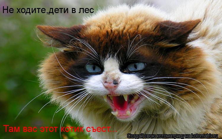 Котоматрица: Не ходите,дети в лес Там вас этот котик съест...