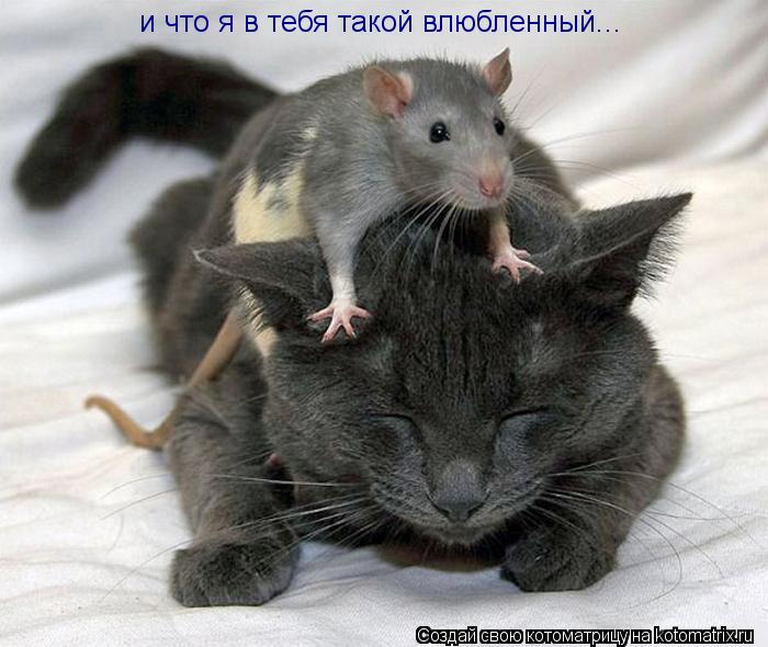 Котоматрица: и что я в тебя такой влюбленный...