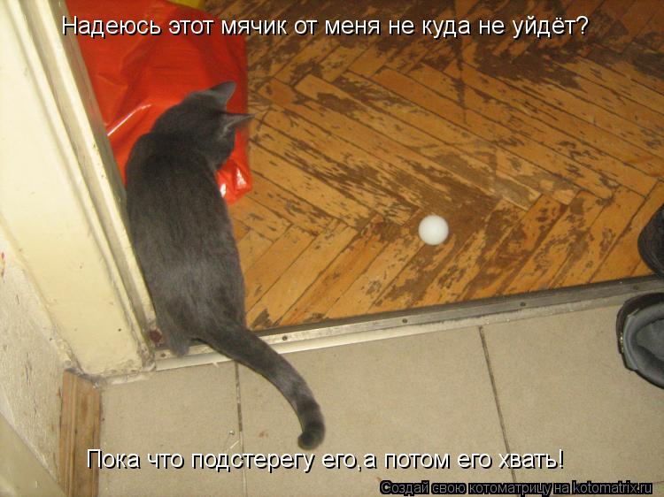 Котоматрица: Надеюсь этот мячик от меня не куда не уйдёт? Пока что подстерегу его,а потом его хвать!