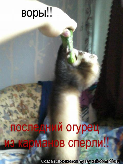 Котоматрица: воры!! из карманов сперли!! последний огурец