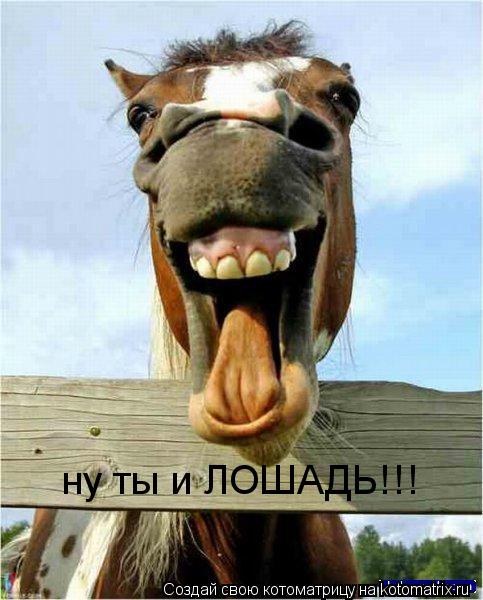 Котоматрица: ну ты и ЛОШАДЬ!!!