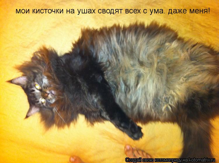Котоматрица: мои кисточки на ушах сводят всех с ума. даже меня!