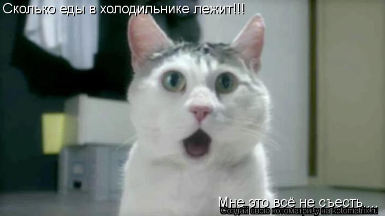Котоматрица: Сколько еды в холодильнике лежит!!! Мне это всё не съесть....
