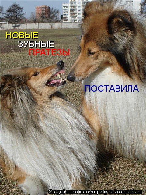 Котоматрица: НОВЫЕ ЗУБНЫЕ ПРАТЕЗЫ ПОСТАВИЛА