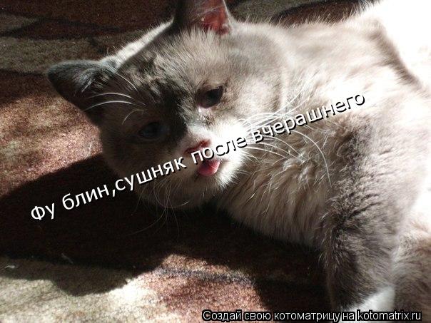 Котоматрица: Фу блин,сушняк после вчерашнего