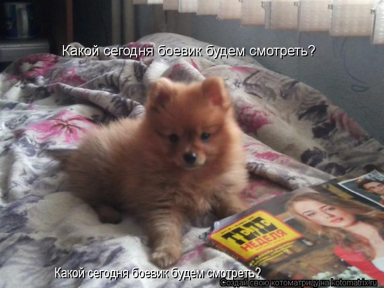 Котоматрица: Какой сегодня боевик будем смотреть? Какой сегодня боевик будем смотреть?
