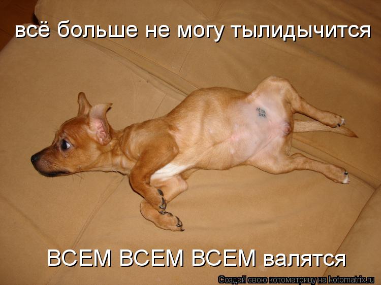 Котоматрица: всё больше не могу тылидычится ВСЕМ ВСЕМ ВСЕМ валятся